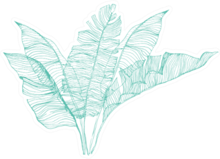 Botanical Design Set Of Banana Leaves Illustration Sticker