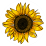 Botanical Sunflower Sticker