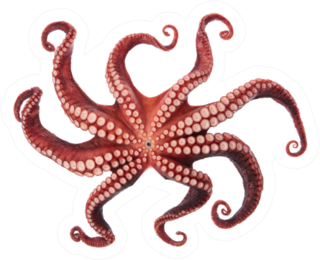 Bottom View Of A Squid Tentacles Sticker