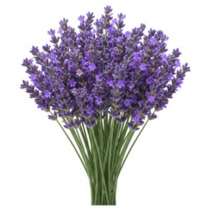Bouquet Lavender Sticker