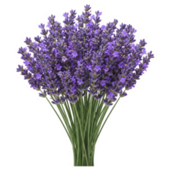 Bouquet Lavender Sticker