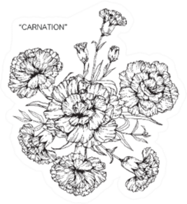Bouquet Of Carnation Flowers Drawing And Sketch Sticker
