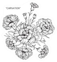 Bouquet Of Carnation Flowers Drawing And Sketch Sticker