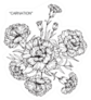 Bouquet Of Carnation Flowers Drawing And Sketch Sticker