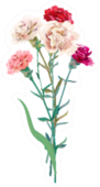 Bouquet Of Carnation Flowers Pink And Red Sticker