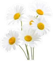 Bouquet  Of Chamomiles Sticker