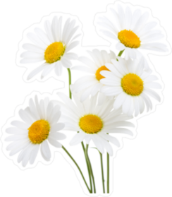 Bouquet  Of Chamomiles Sticker