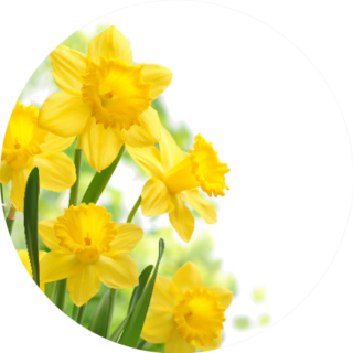 Bouquet Of Daffodil Flowers In Circle Sticker