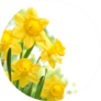 Bouquet Of Daffodil Flowers In Circle Sticker