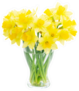 Bouquet Of Daffodils Flowers In Vase Sticker