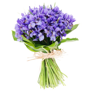 Bouquet Of Flowers Iris Sticker