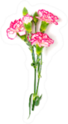 Bouquet Of Three Pink Carnation Flowers Sticker