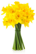 Bouquet Of Yellow Daffodils Sticker