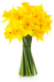 Bouquet Of Yellow Daffodils Sticker
