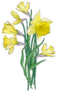 Bouquet Of Yellow Narcissus With Green Leaves Sticker
