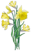 Bouquet Of Yellow Narcissus With Green Leaves Sticker