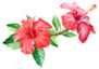 Bouquet Tropical Flower Hibiscus Sticker