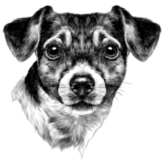 Bow Head Jack Russell Sticker