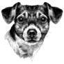 Bow Head Jack Russell Sticker