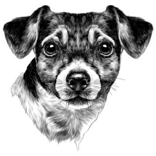 Bow Head Jack Russell Sticker