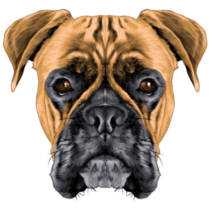 Boxer Dog Sketch Sticker