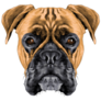 Boxer Dog Sketch Sticker