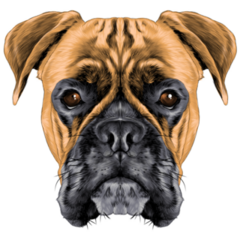 Boxer Dog Sketch Sticker