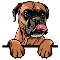 Boxer Peeking Over Sticker