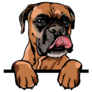 Boxer Peeking Over Sticker