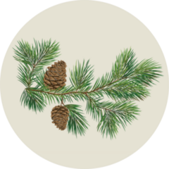 Branch Of Christmas Tree With Pine Cones Sticker