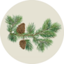 Branch Of Christmas Tree With Pine Cones Sticker