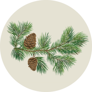 Branch Of Christmas Tree With Pine Cones Sticker