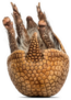 Brazilian Three-banded Armadillo On Its Back, Sticker