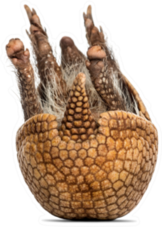 Brazilian Three-banded Armadillo On Its Back, Sticker
