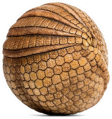 Brazilian Three-banded Armadillo Rolled Up In Ball Sticker
