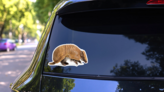 Brazilian Three-banded Armadillo Sticker on a Rear Car Window (New) example