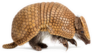 Brazilian Three-banded Armadillo Sticker