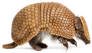 Brazilian Three-banded Armadillo Sticker