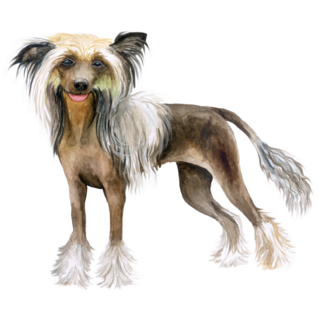 Breed Portrait Sticker