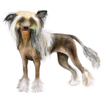 Breed Portrait Sticker