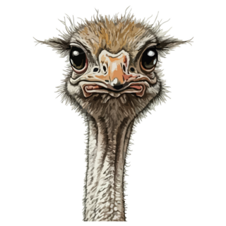 Bright Ostrich Bird Sticker