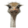 Bright Ostrich Bird Sticker