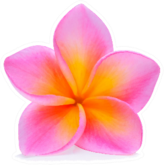 Bright Pink Plumeria Flower Sticker