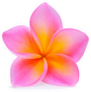 Bright Pink Plumeria Flower Sticker