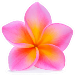 Bright Pink Plumeria Flower Sticker