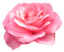 Bright Pink Rose Isolated On White Sticker