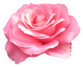 Bright Pink Rose Isolated On White Sticker