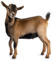 Brown Agouti Pygmy Goat Standing Side Ways Sticker