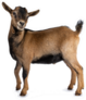 Brown Agouti Pygmy Goat Standing Side Ways Sticker