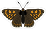 Brown and Yellow Spotted Butterfly Sticker